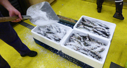 envasado de pescado en el puerto de pasajes