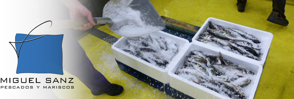 envasado de pescado en el puerto de pasajes