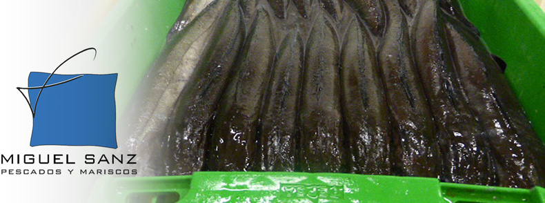 poisson blanche: merlu à Pasajes