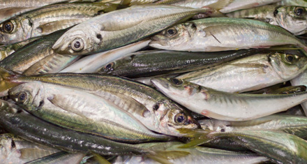 distribuidor de pescado fresco en pasajes
